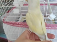 Uysal erkek cremino sevda papağanı