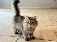 British Longhair Yavrularımız Yuvalarını Arıyor