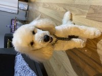 Orjinal toy poodle safkan şecereli