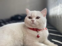 British shorthair kızımıza yuva arıyoruz