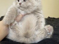Safkan British Longhair Lilac Solid Son kızımız