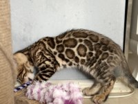 SHOW WCF Bengal kittens