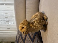 Kore Poodle Yavru