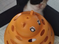 EXOTİC SHORTHAİR VE EXOTİC LONGHAİR KEDİSİ