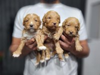 RENK GÜZELİ RED MALTİPOO YAVRULAR