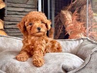 Toy poodle red brown