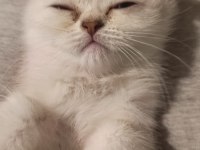 2 AYLIK SAFKAN BRITISH SHORTHAIR
