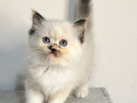 Seal Tortie Mitted Ragdoll Yavrular