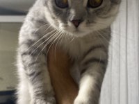 Scottish fold