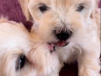 Terrier yavrularımız