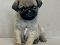 Erkek pug yavrumuz yeni ailesini arıyor