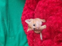 Golden British Shorthair