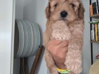 Maltipoo bebekler