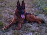 SAFKAN GENÇ ERKEK ALMAN ÇOBAN KÖPEĞİ