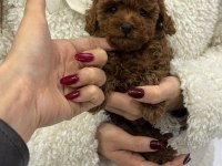 Kore poodle