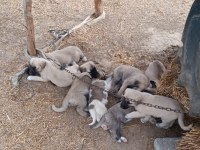 2 adet 6 aylık yavru Kangallar