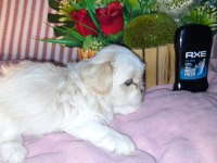 Shih tzu bebeklerimiz