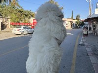 Üst kalite Aşılı Dişi Maltipoo Yavrumuz