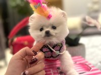 Evinize mutluluk getirecek minicik yavru köpekler
