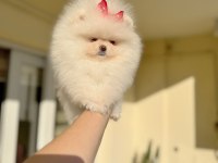 MİNİ BOY TEACUP DİŞİ POMERANİAN BOO