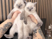 Safkan Bluepoint British Shorthair Yavrular