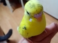 Ev uretımı ele alıstırmalık yavrular