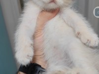 British shorthair kedisi