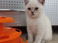 yavru british shorthair kediler