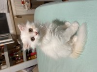 Scottish fold longhair