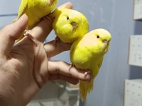 Kırmızı göz yavru muhabbet kuşları