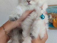 Dünyalar güzeli minik scottish fold kızımız
