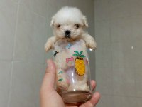 KOREA TEA CUP SADECE 270 GRAM MALTESE