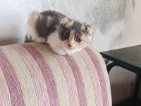 2.5 aylık scottish fold