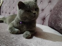 British shorthair boncuk yeni yuvasını arıyor