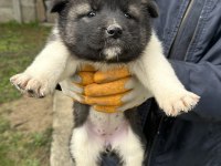 Amerikan Akita Yavrularım