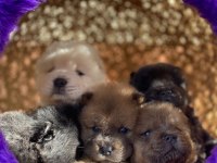 MÜKEMMEL KALİTEDE CHOW CHOW YAVRULAR
