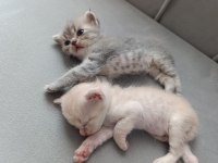Scottish Fold Kedisi