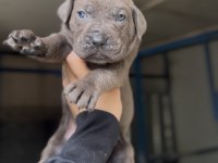Üst Kalite Cane Corso Yavruları
