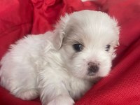 3 BEBEK KÖPEĞİMİZE YUVA ARIYORUZ