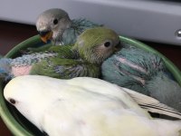 1 buçuk yaşında dişi genç yumurta görmüş kuşumuz