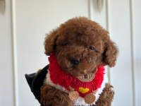 Tatlı poodle kızım Hera