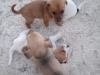 Jack Russell × Pekinez yavruları