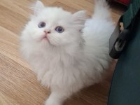 Longhair ve Shorthair Dişi-Erkek Yavru Kedilerimiz
