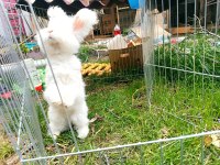 ENGLISH ANGORA TAVŞANI