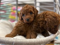 Dişi Kore Poodle