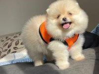 A KALİTE POMERANİAN BOO KÖPEĞİ