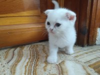 Scottish Fold Yavrular