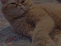 Exotic Shorthair kedimiz