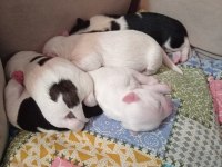 Tibet Terrier 15 günlükler
