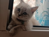 British blue point